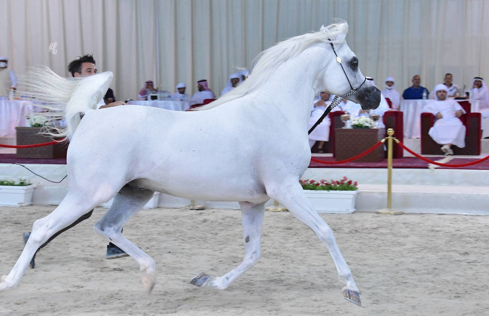 Stallions 7-9 Years: Gall Of Shanghai 