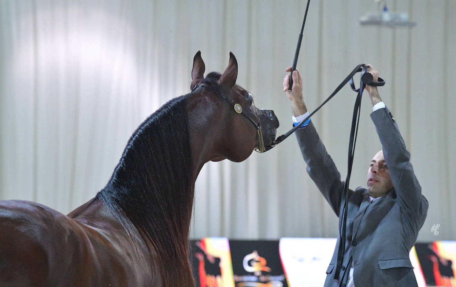 Stallions 7-9 Years: Suqrat Al Zobair 