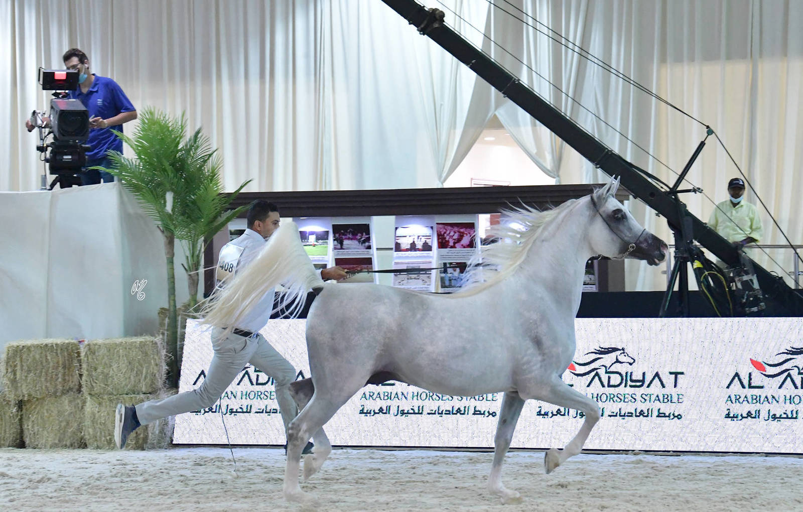Stallions 7-9 Years: Labib Al Hawajer 