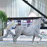 Stallions 7-9 Years: Labib Al Hawajer 