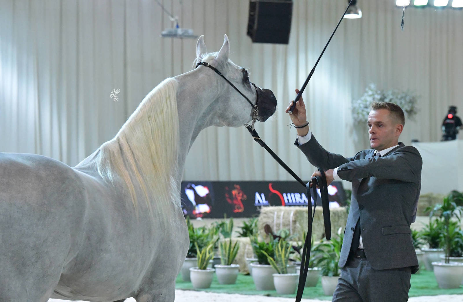 Stallions 4-6 Years: D Sheryas 