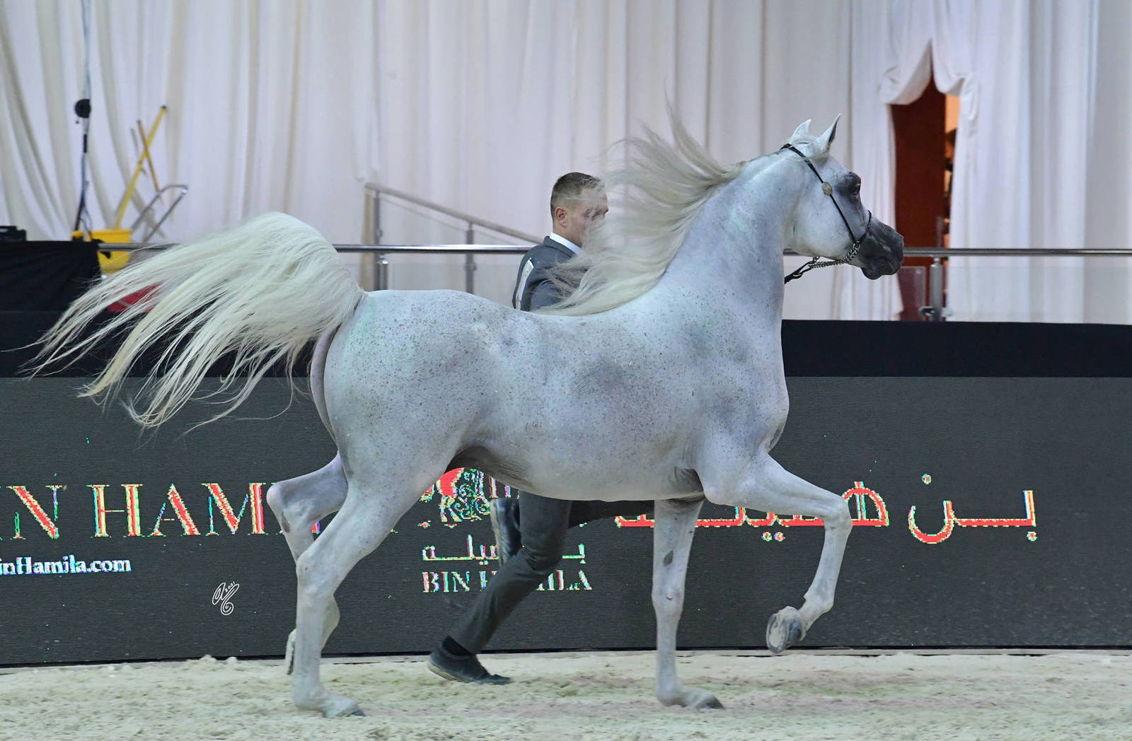 Stallions 7-9 Years: D Aasef