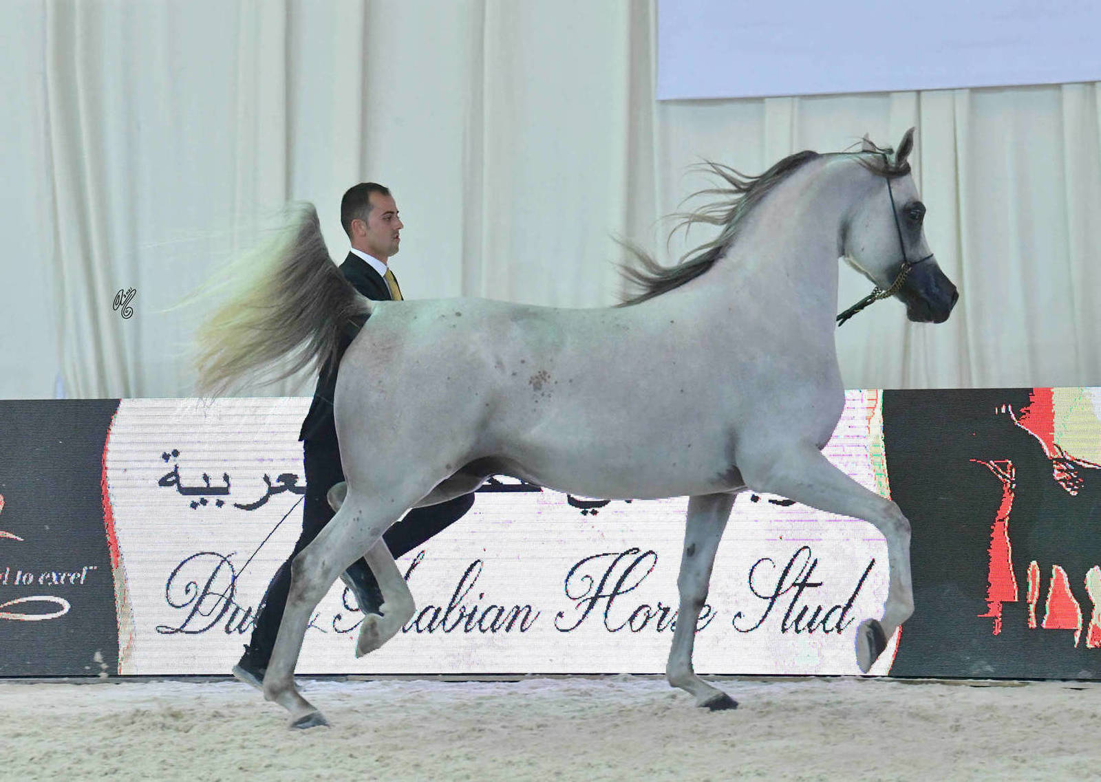 Stallions 4-6 Years: Saad Al Aalya 