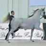 Stallions 4-6 Years: Saad Al Aalya 