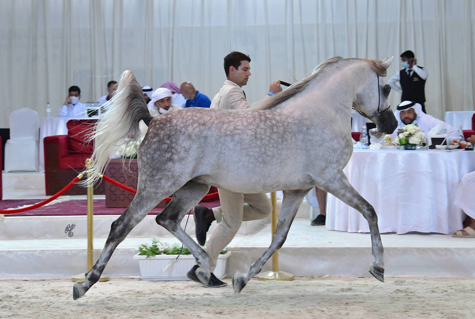 Stallions 4-6 Years: Haydar MS 