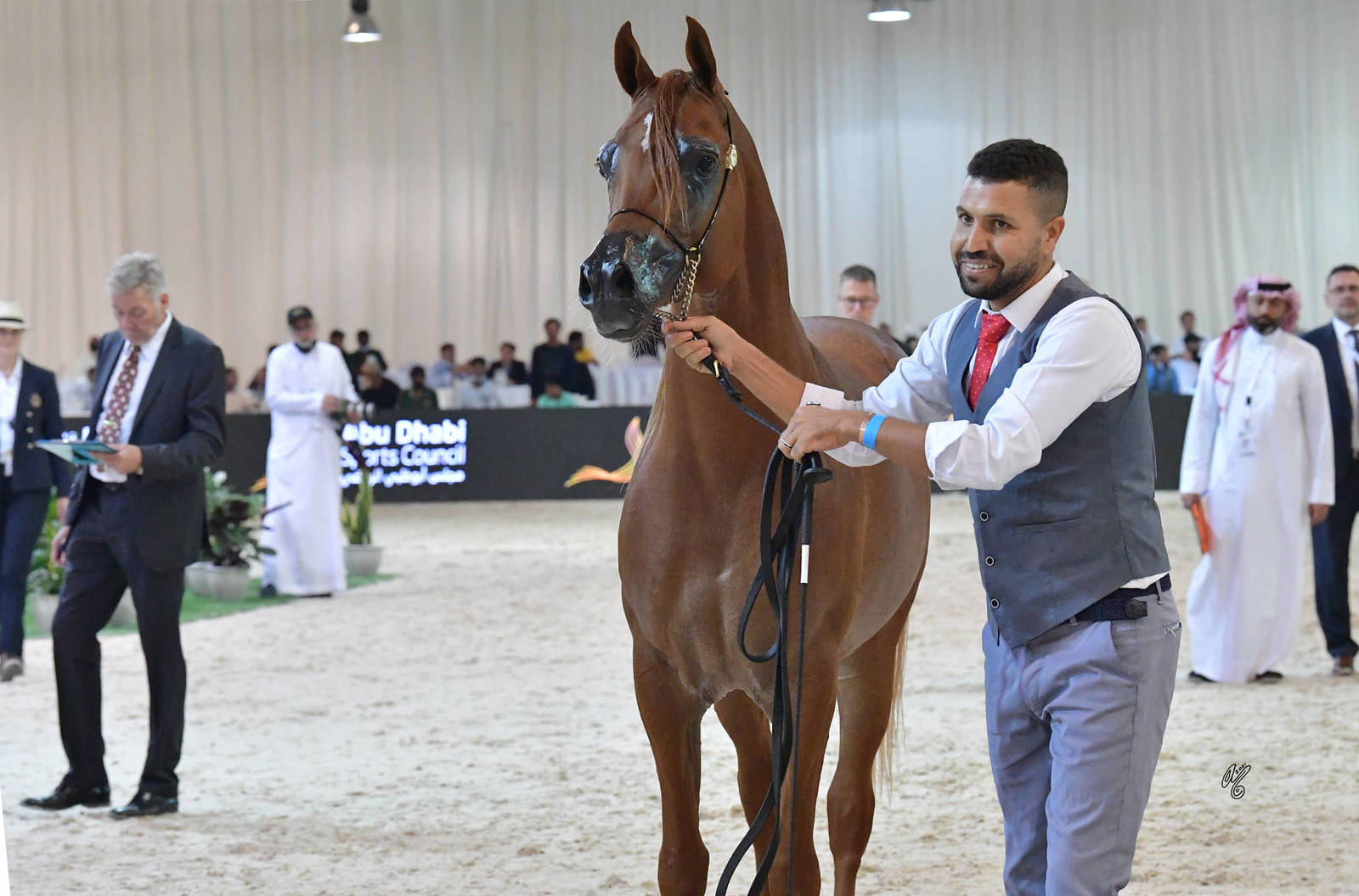 Stallions 4-6 Years: Nsnaas 