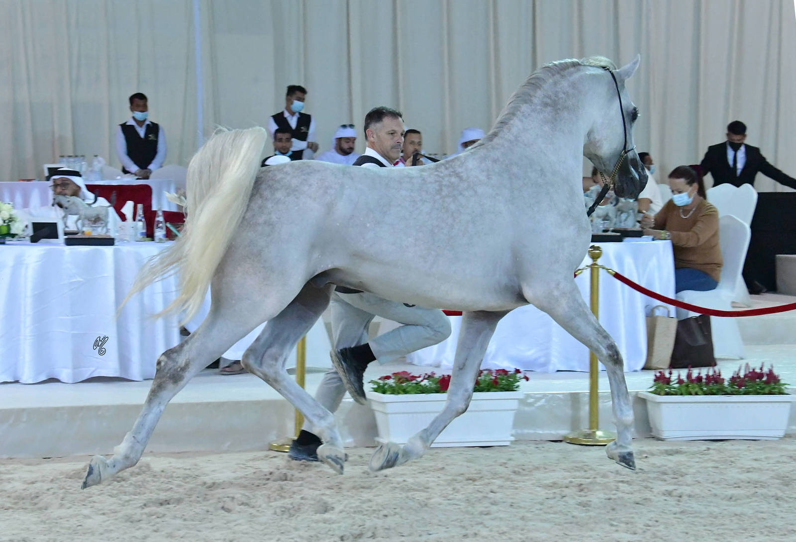 Colts 3 Years: Sari Jumeira