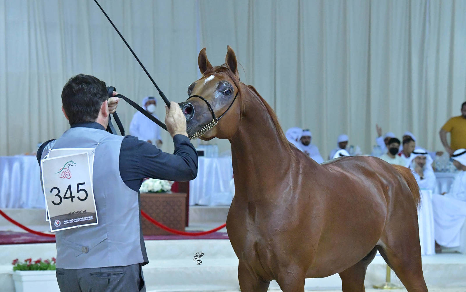 Colts 3 Years: Shahm Al Khuzama 