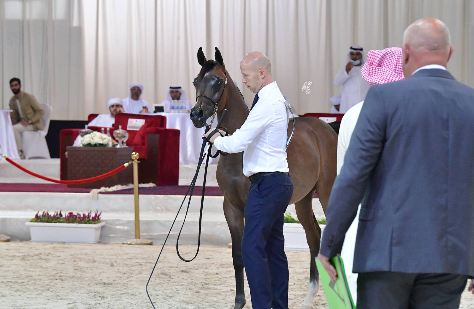 Yearling Colt: Nofal Alyah