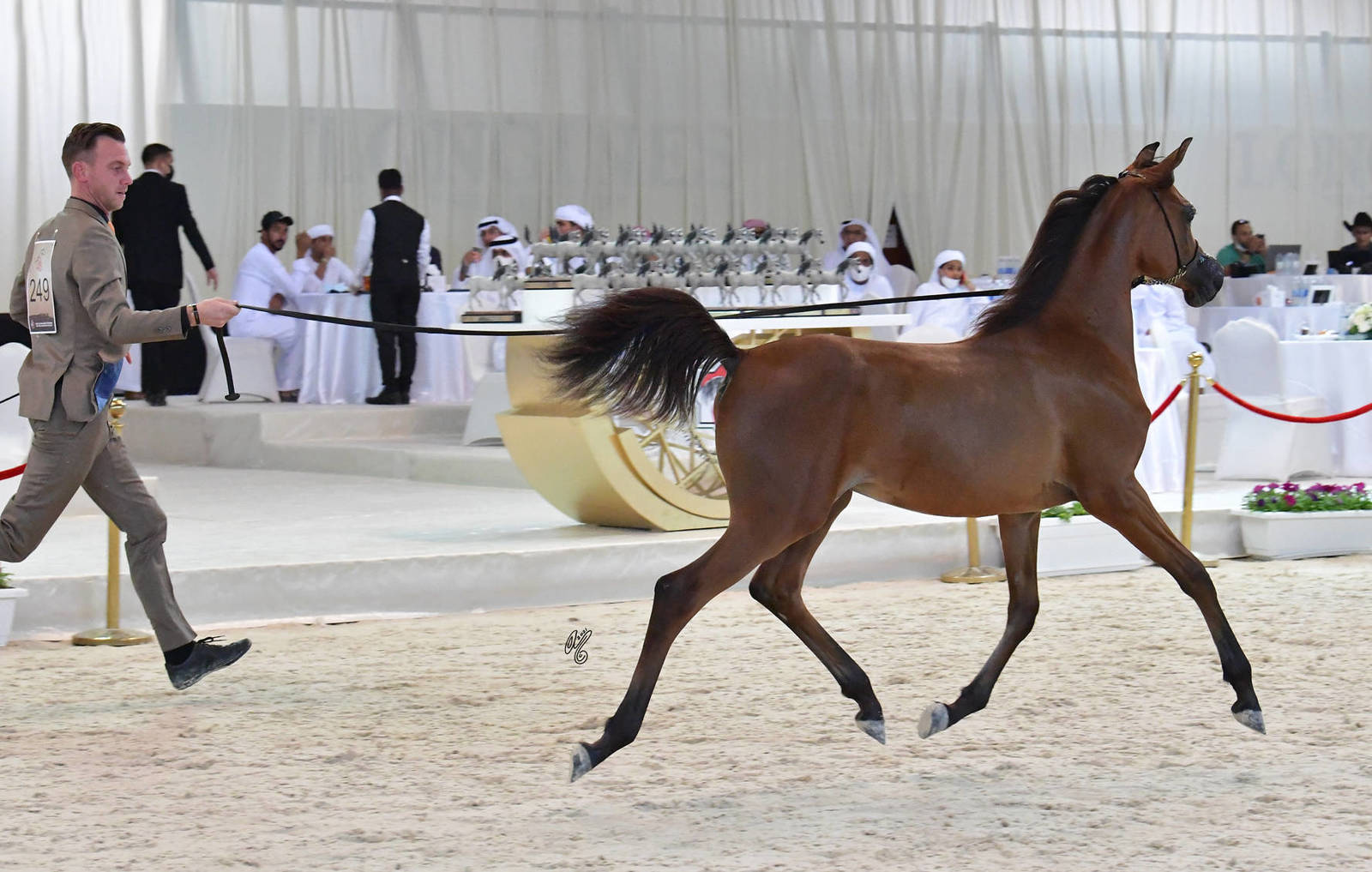 Yearling Colt: Nahel Al Sendian