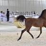 Yearling Colt: Nahel Al Sendian