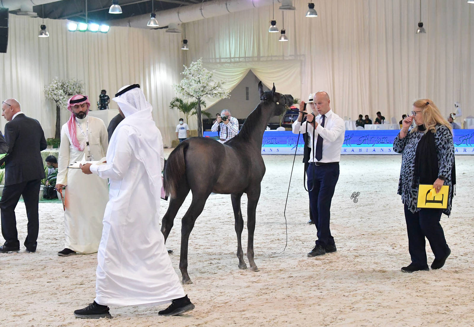 Yearling Colt: Cheval Alsaad 