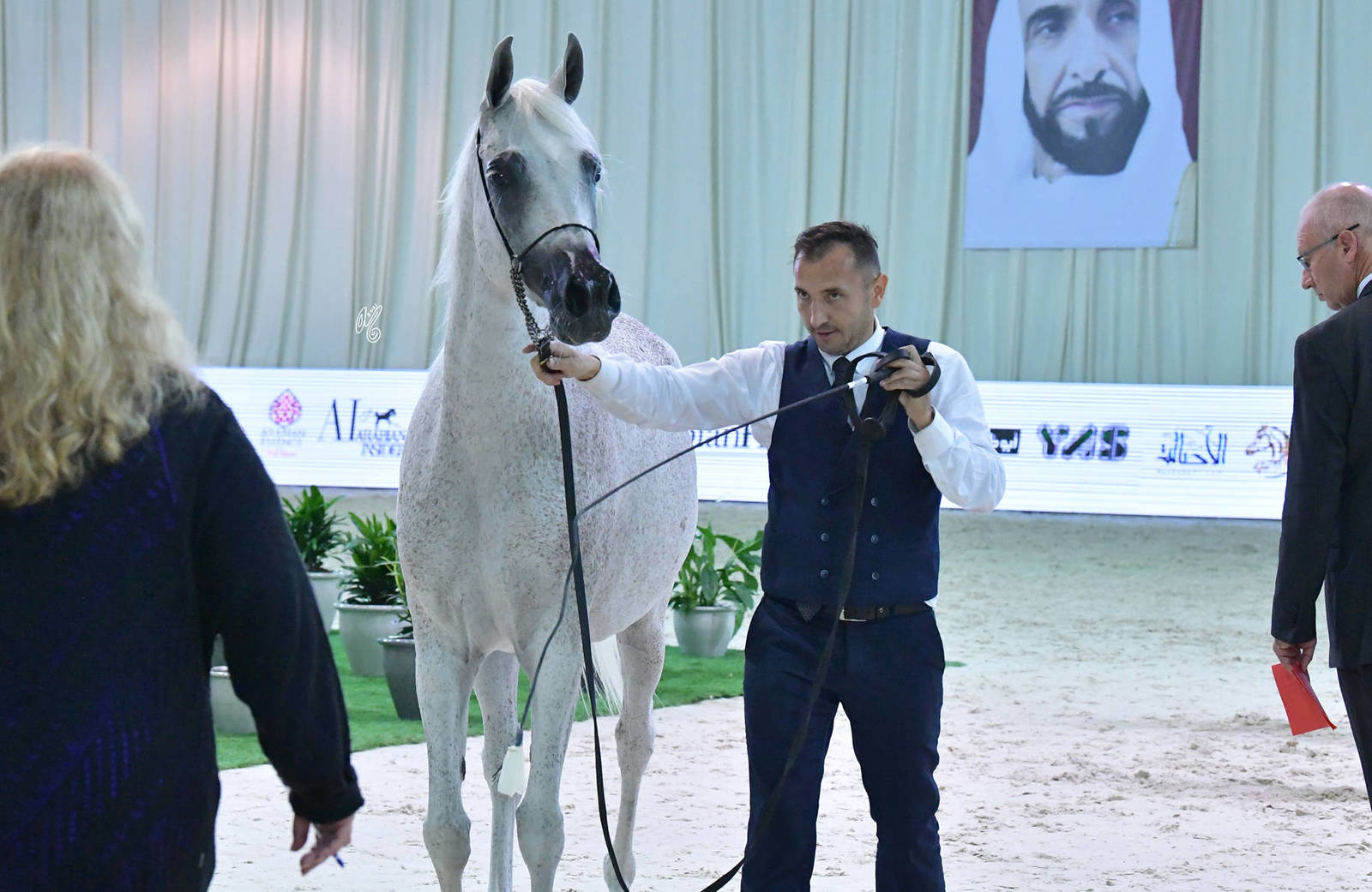 Mares 7-9 Years: Mahjesty 