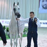 Mares 7-9 Years: Mahjesty 