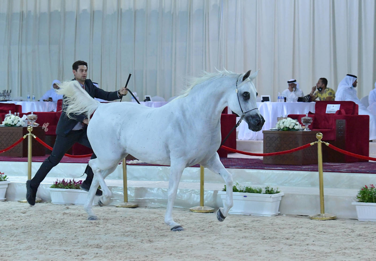 Mares 7-9 Years: Puystynna Fiesta 