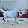 Mares 7-9 Years: Puystynna Fiesta 