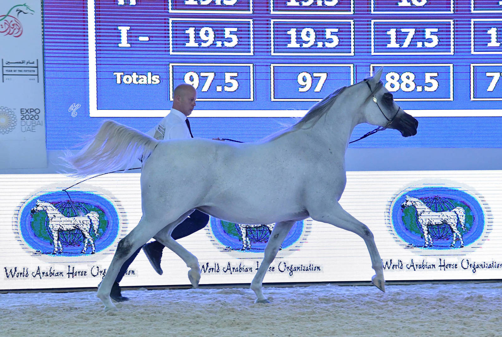 Mares 7-9 Years: Ametista Al Jade 