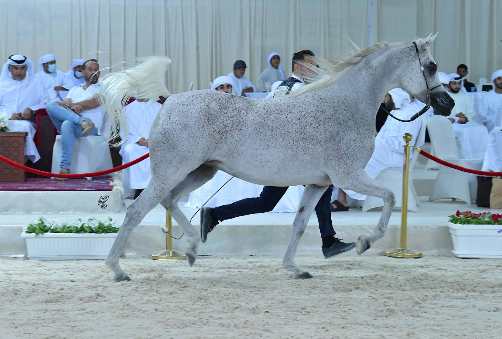 Mares 4-6 Years: SS Farah Olivia 