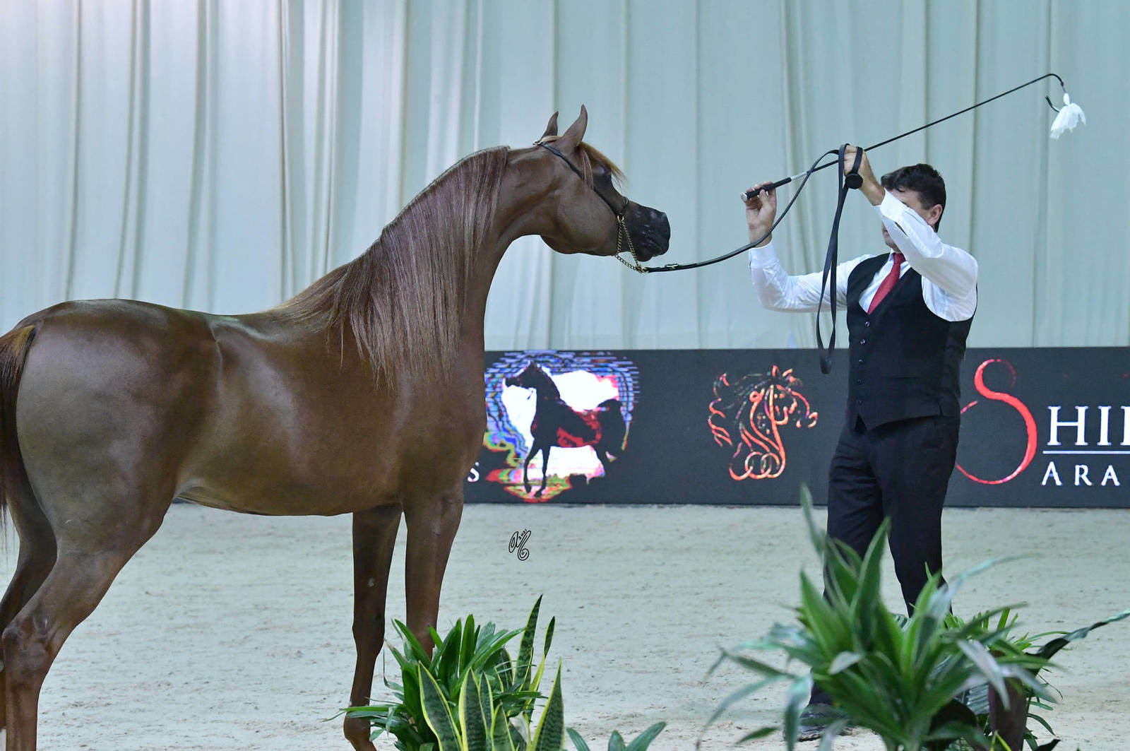 Mares 4-6 Years: AJ Banafaj 