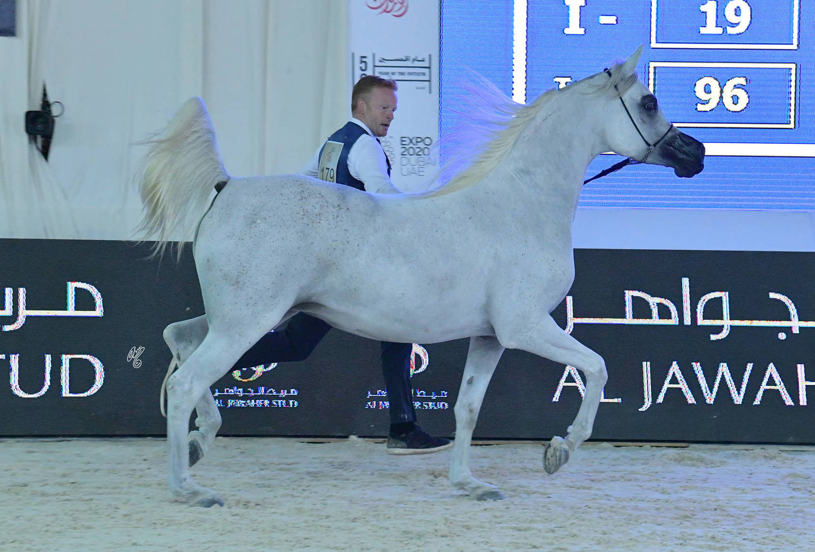 Mares 4-6 Years: D Gharasheeb 