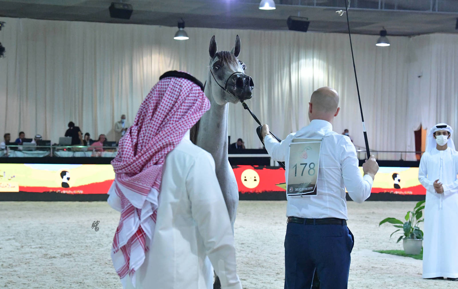 Mares 4-6 Years: Maymoona Babel 