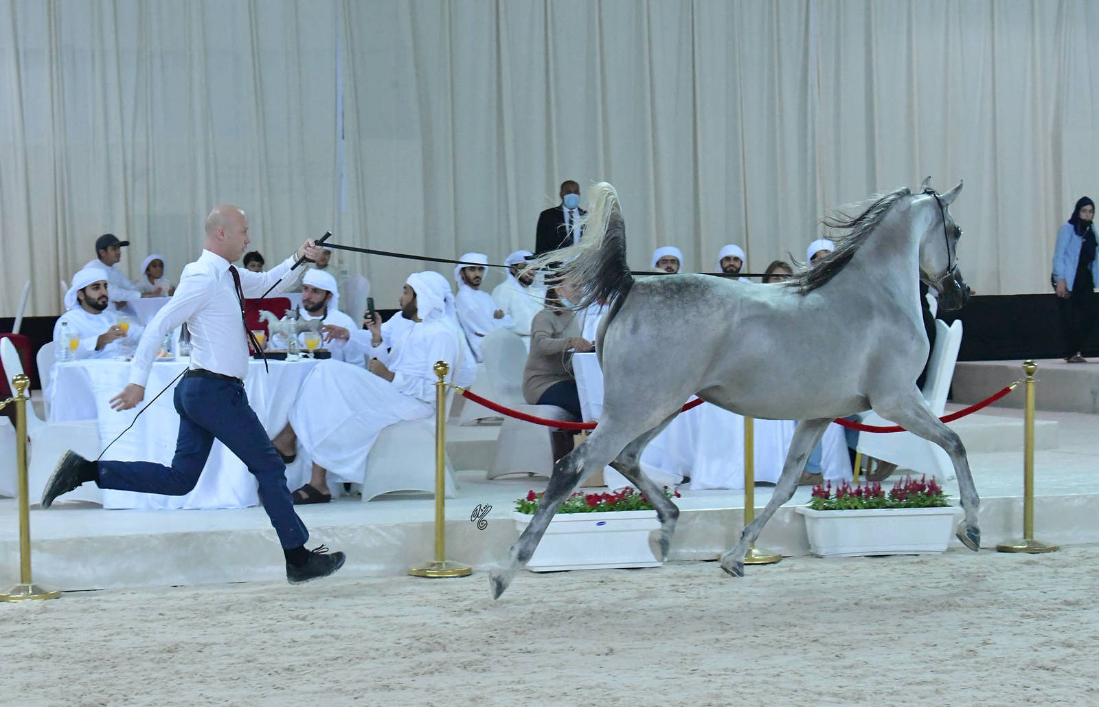 Mares 4-6 Years: Maymoona Babel 