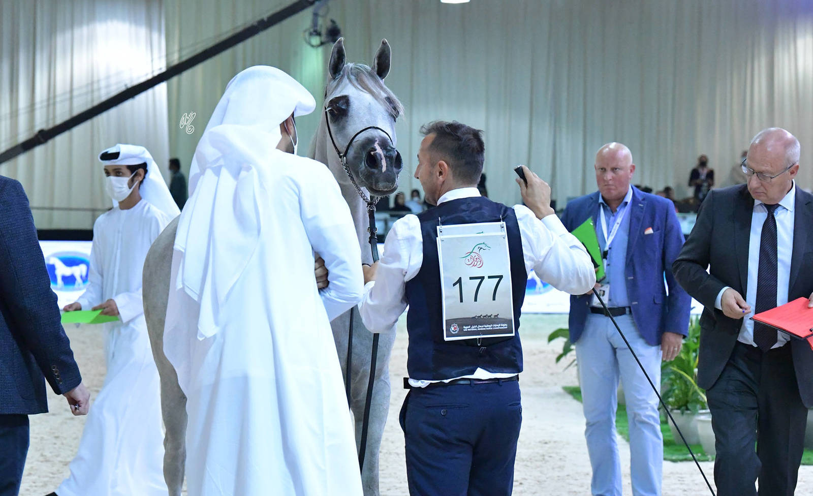 Mares 4-6 Years: J Areeb 