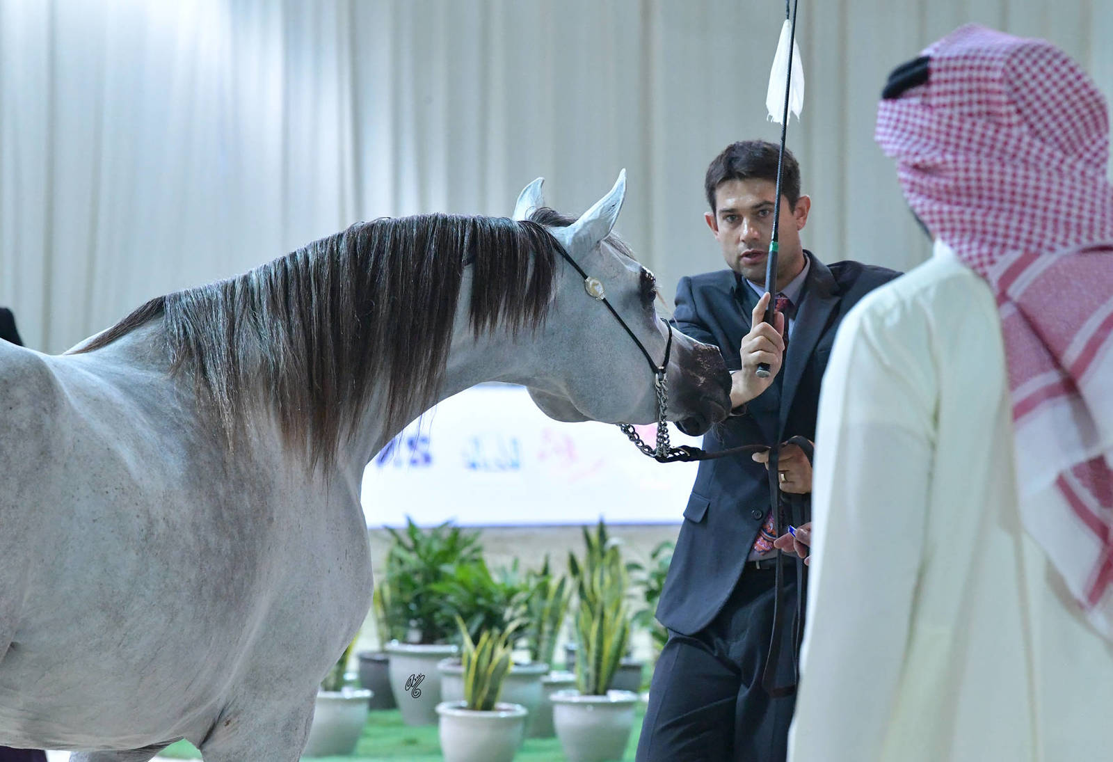 Mares 4-6 Years: Zyn Yas 