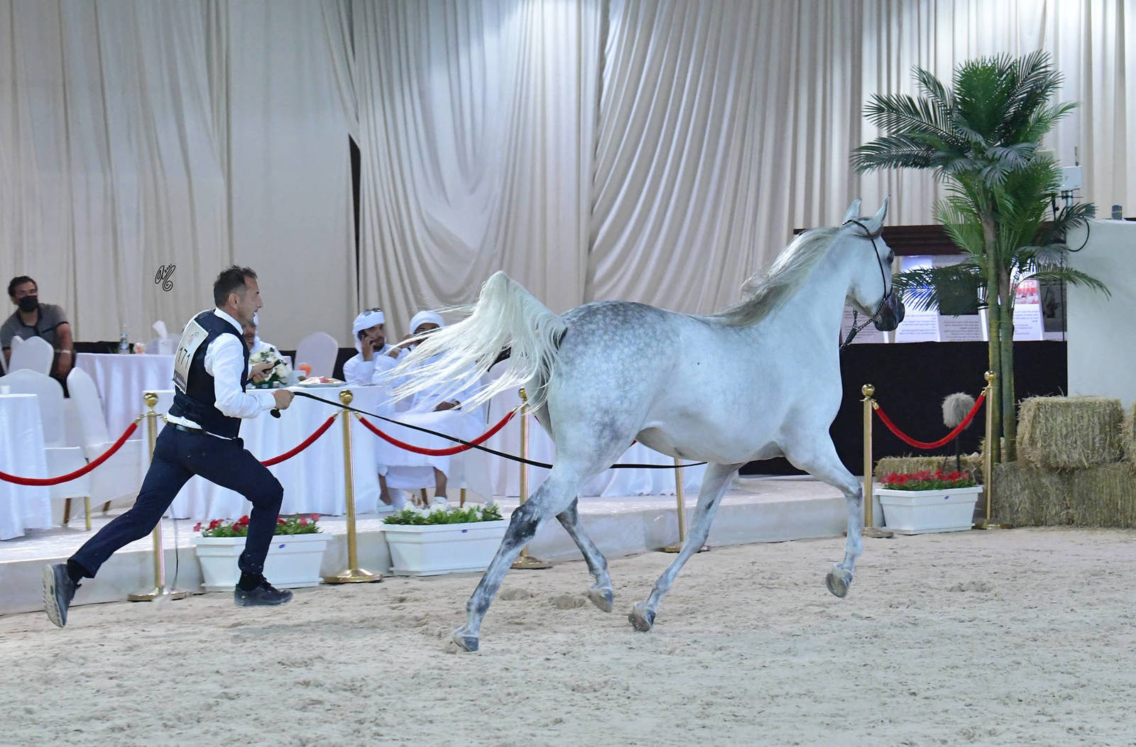 Mares 4-6 Years: E.S. Basma