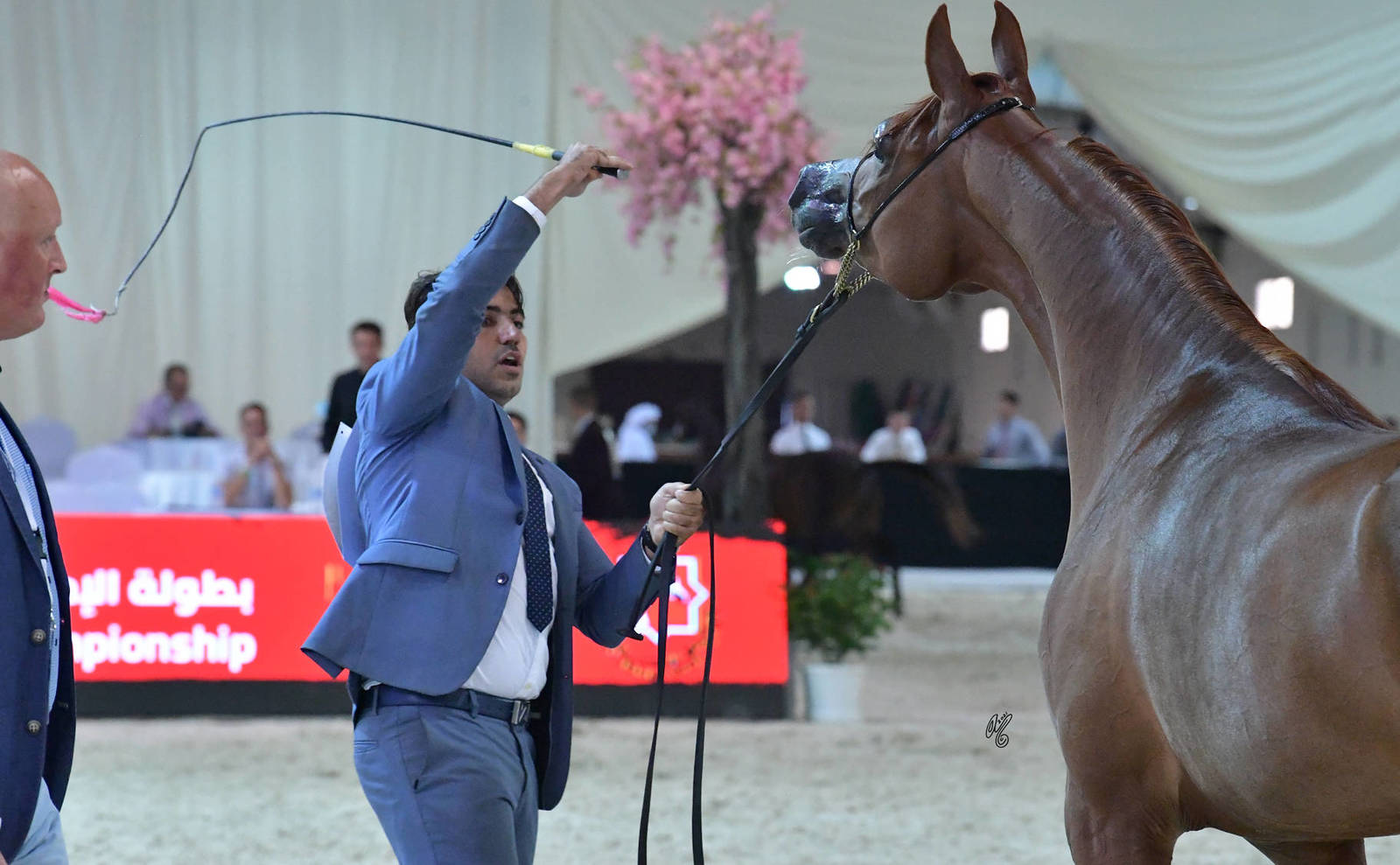 Mares 4-6 Years: D Modi 