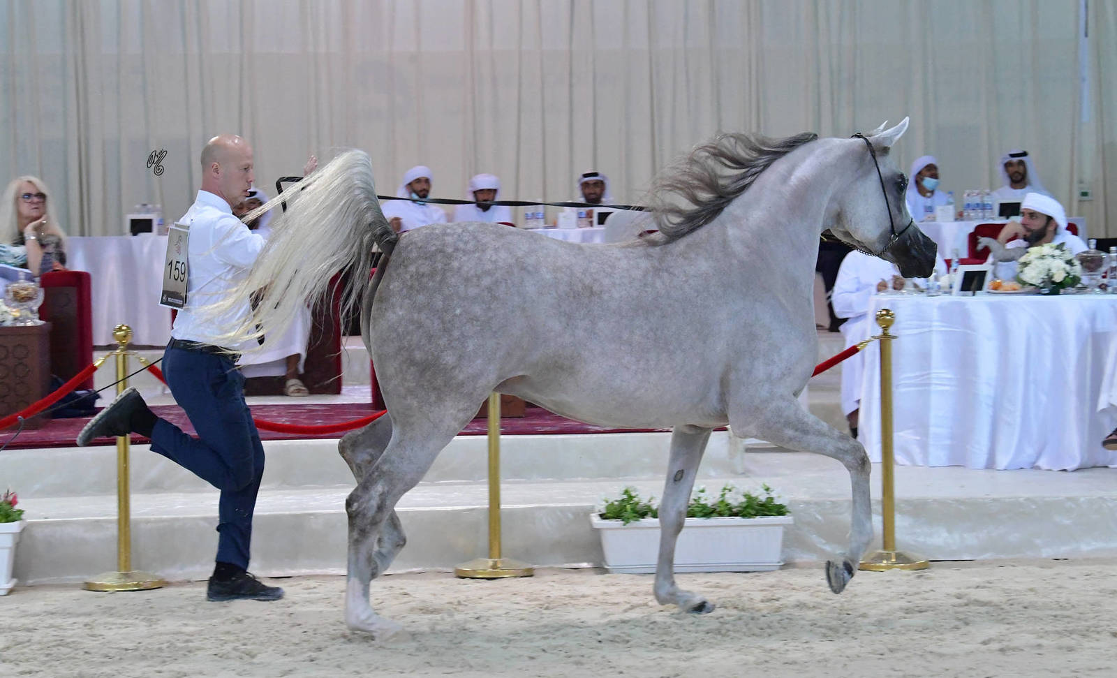 Mares 4-6 Years: Zemoureda Babel 