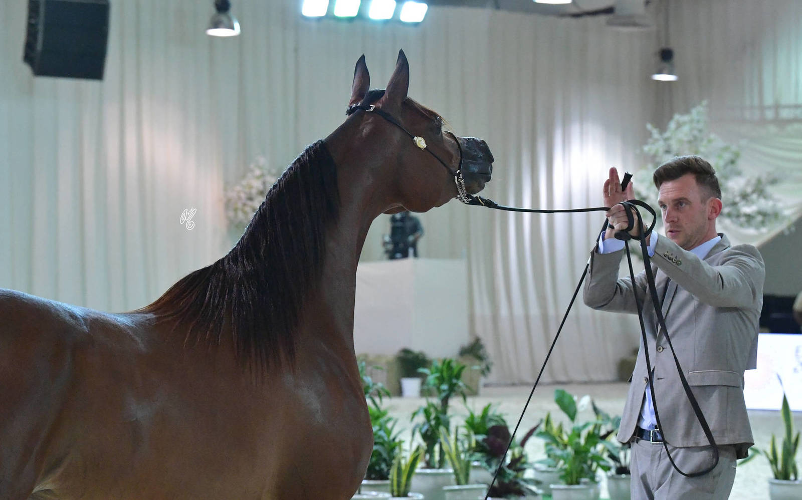 Mares 4-6 Years: Sabaa Al Hawajer 