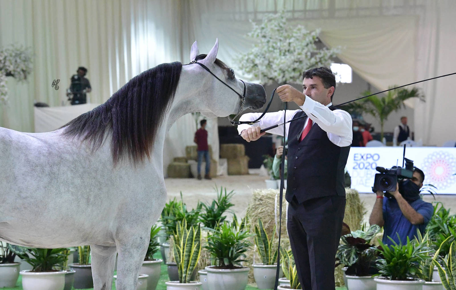 Fillies 3 Years: AJ Al Brraqah Al Khamisah 