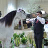 Fillies 3 Years: AJ Al Brraqah Al Khamisah 