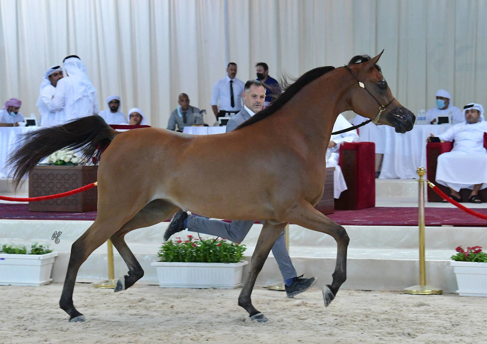 Fillies 3 Years: D Mashhourah 