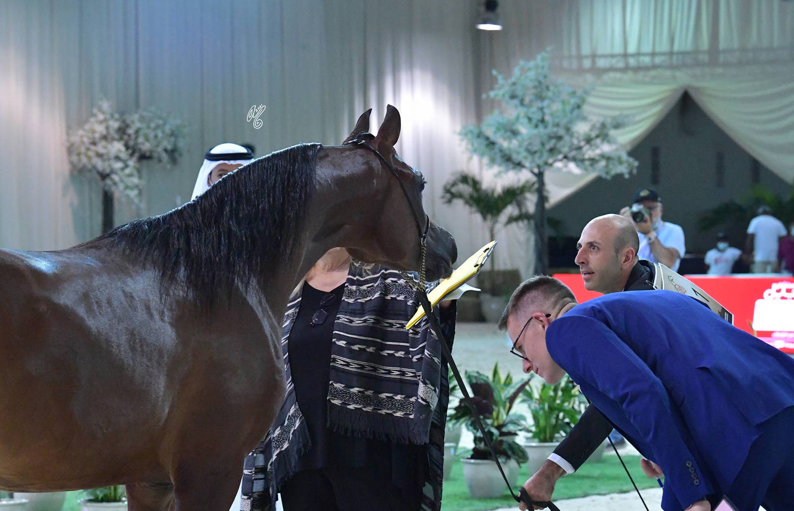 Fillies 2 Years: Samara BHM