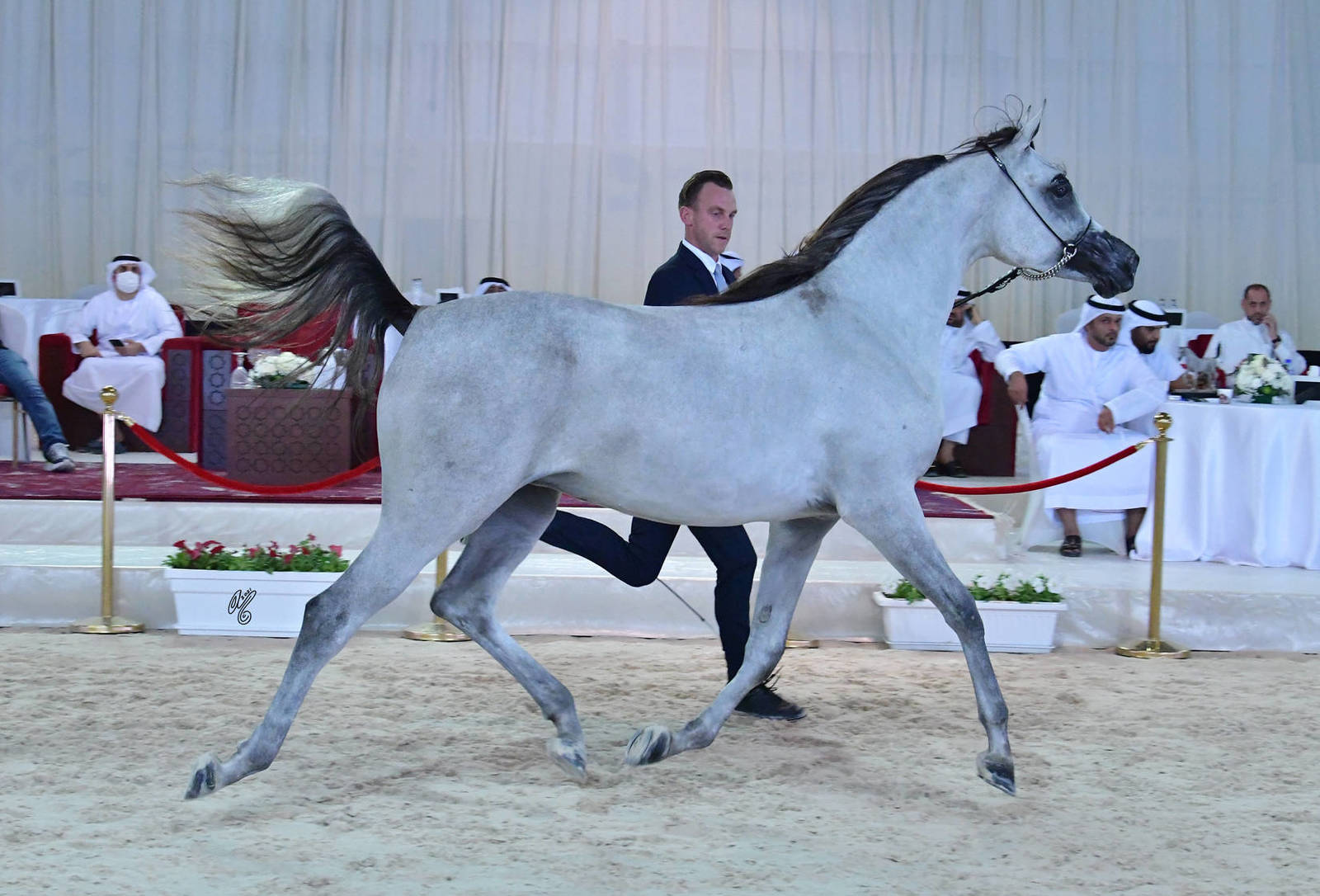 Fillies 2 Years: Harayeb Al Firas 