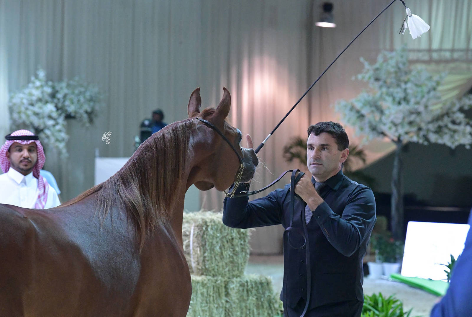 Fillies 2 Years: AJ Nour 