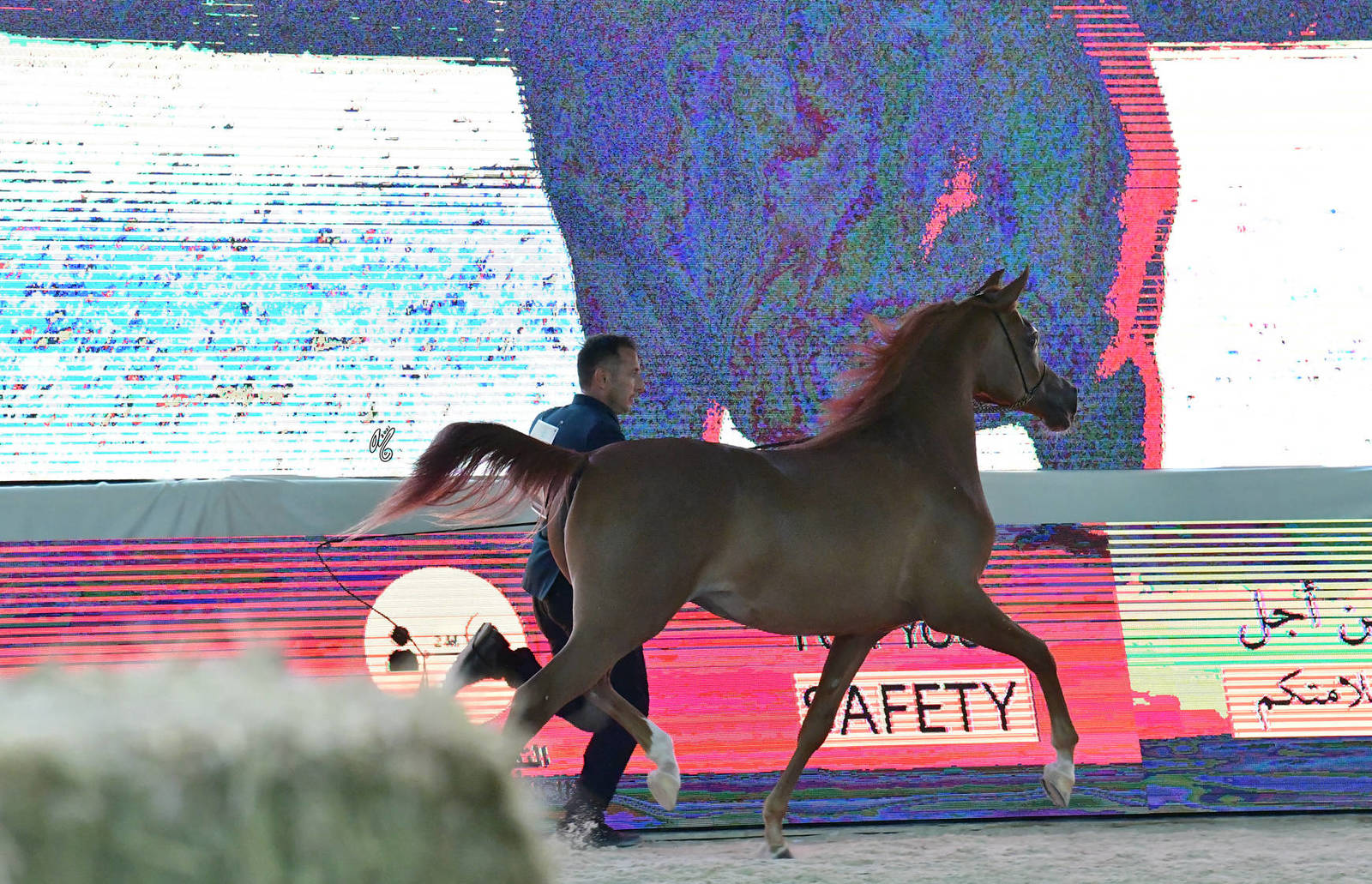 Fillies 2 Years: E.S. Halwa