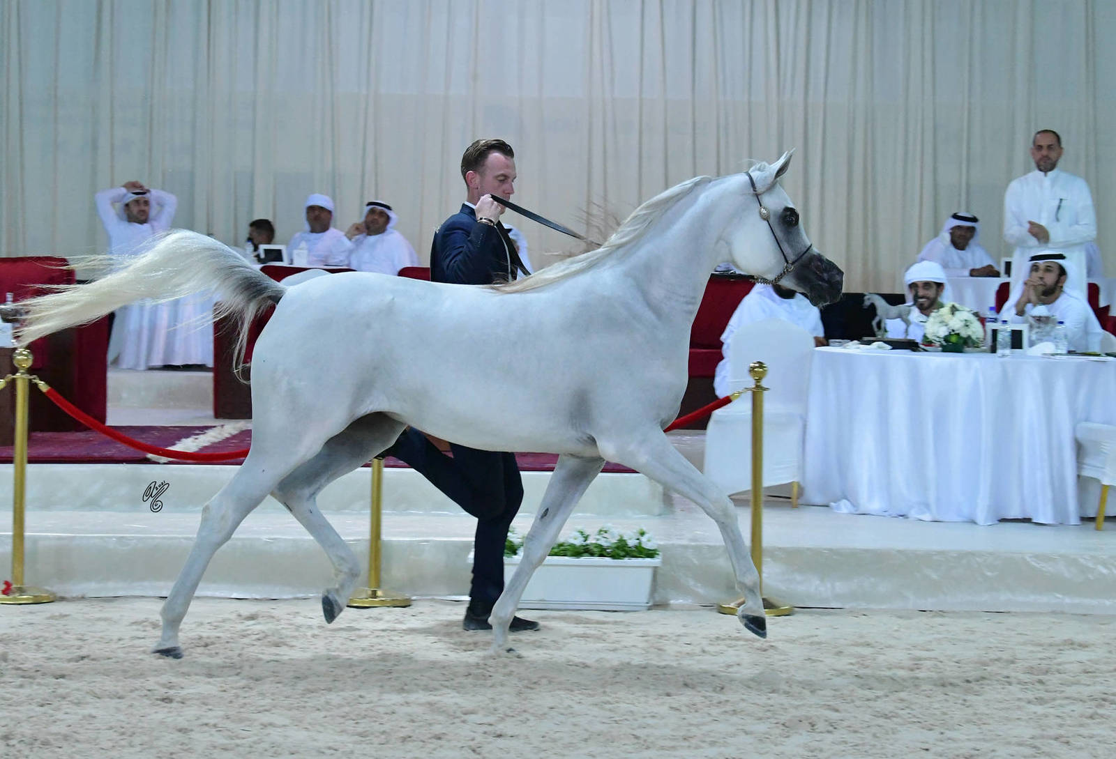 Fillies 2 Years: Remas Al Remas 