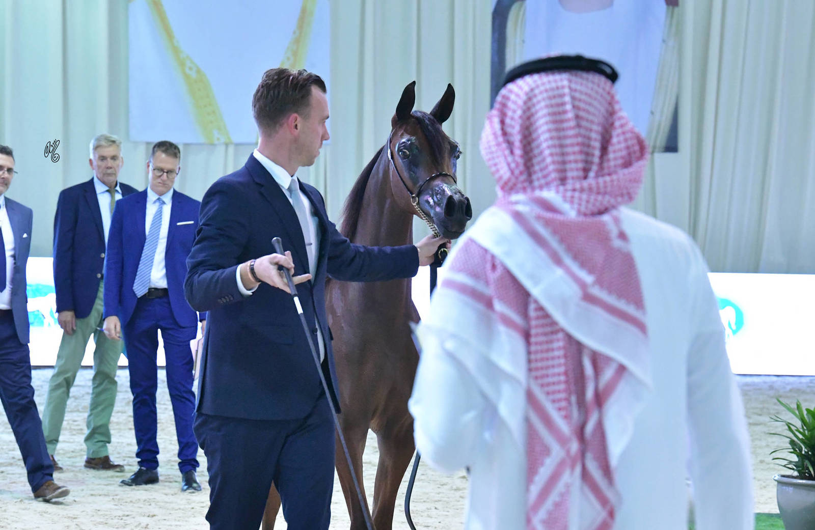 Yearling Filly: Dhai Al Hawajer 