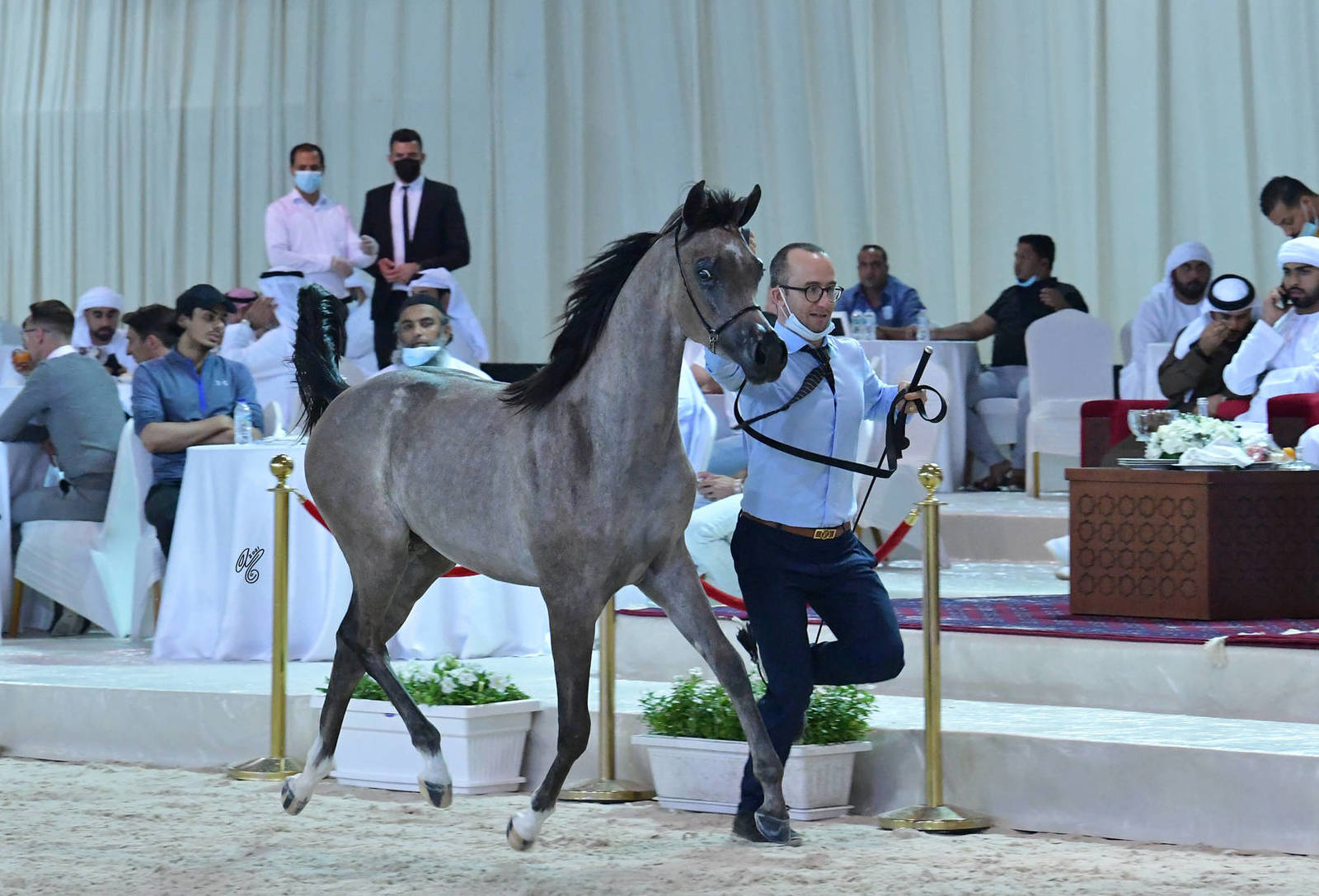 Yearling Filly: Maryan Albidayer 