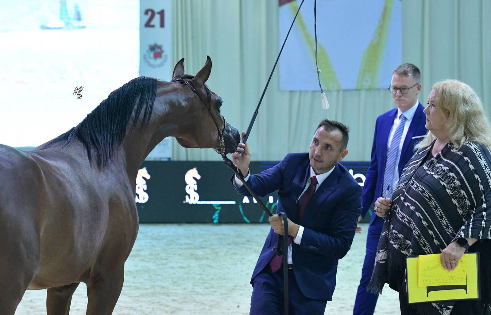 Yearling Filly: BW Shammh