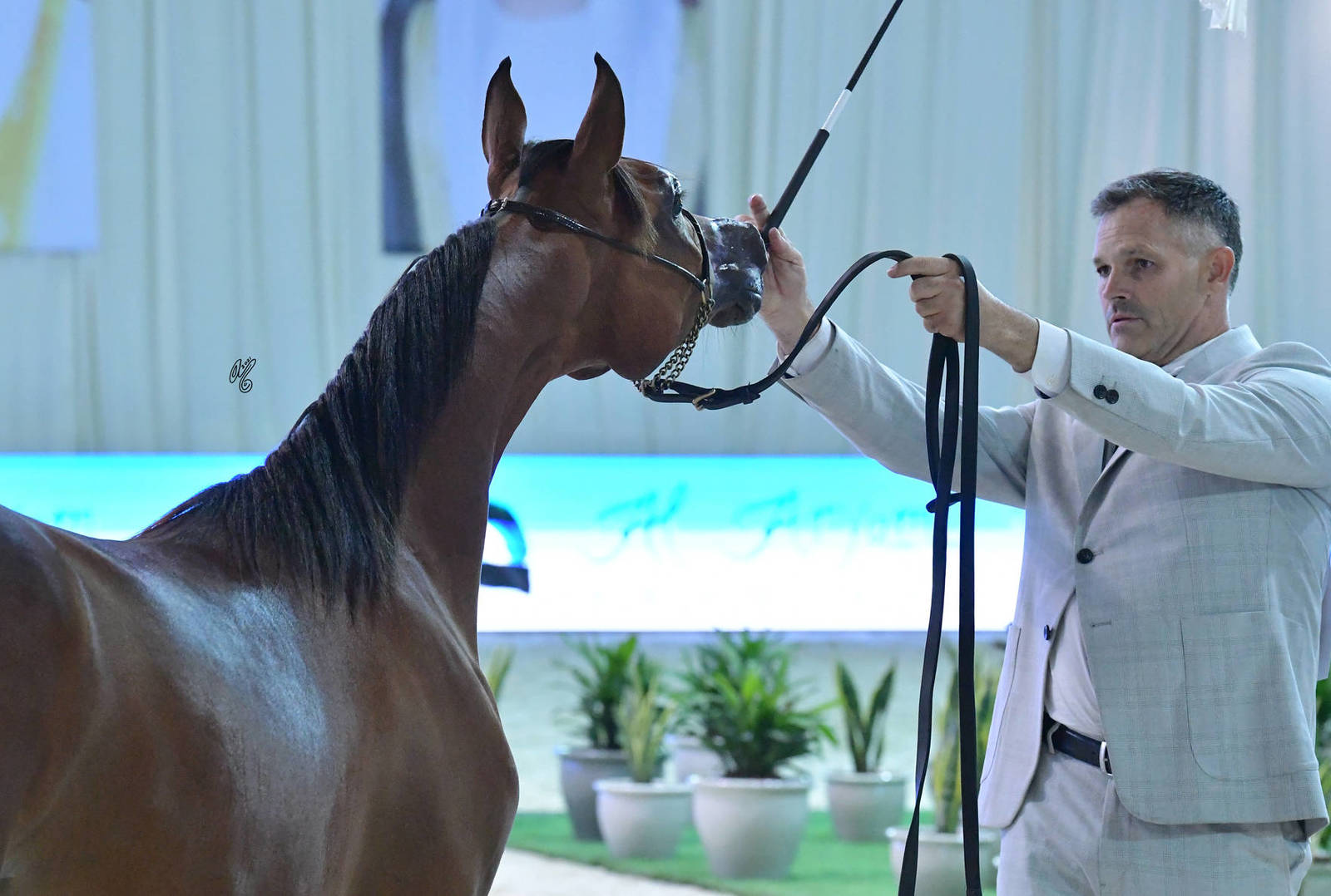 Yearling Filly: Karawan Al Zobair 