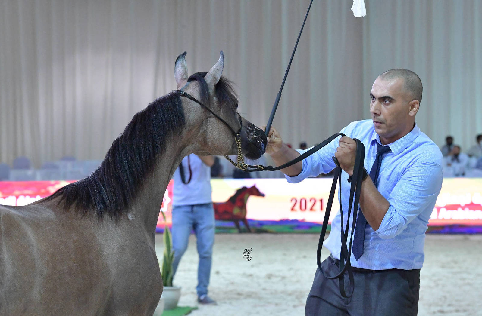 Yearling Filly: FAM Esplendida 