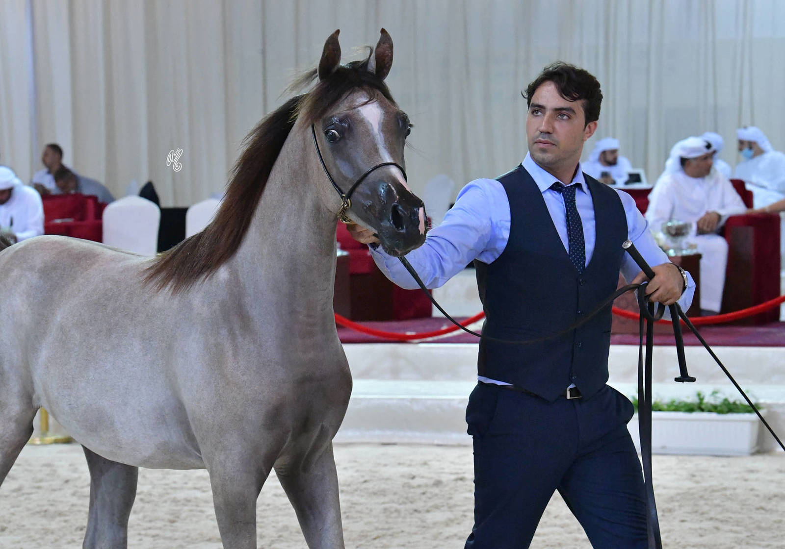 Yearling Filly: D Shamlah