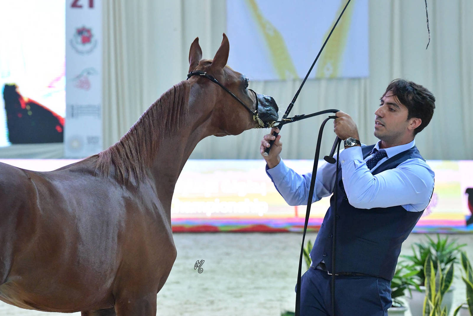 Yearling Filly: Ajayeb Ghaleb