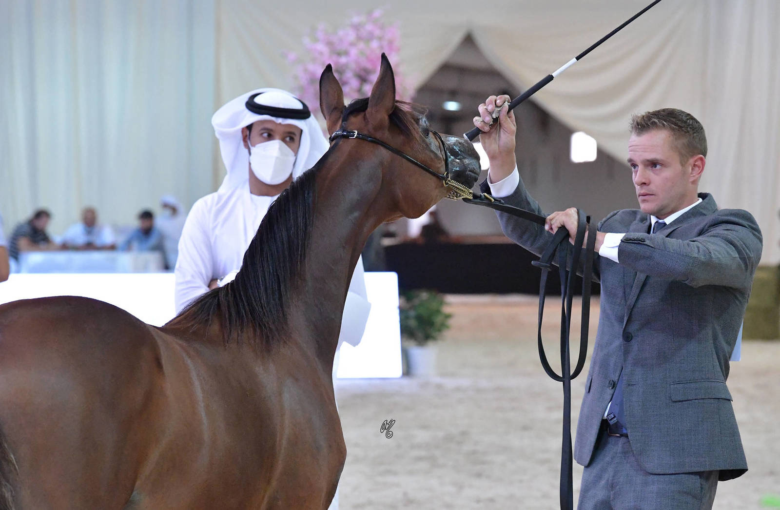 Yearling Filly: SBA Hajar 