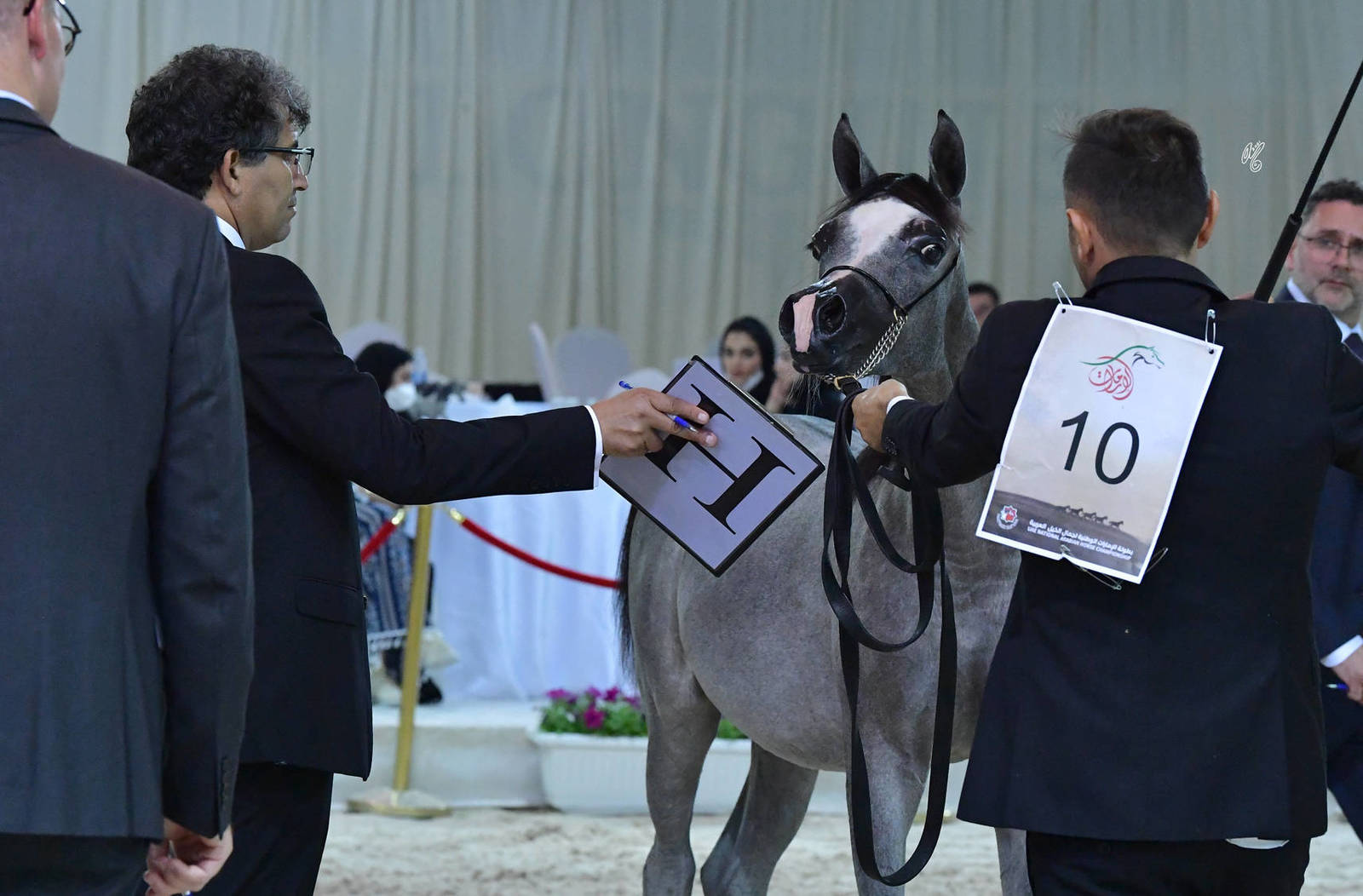 Yearling Filly: Vegas RM 