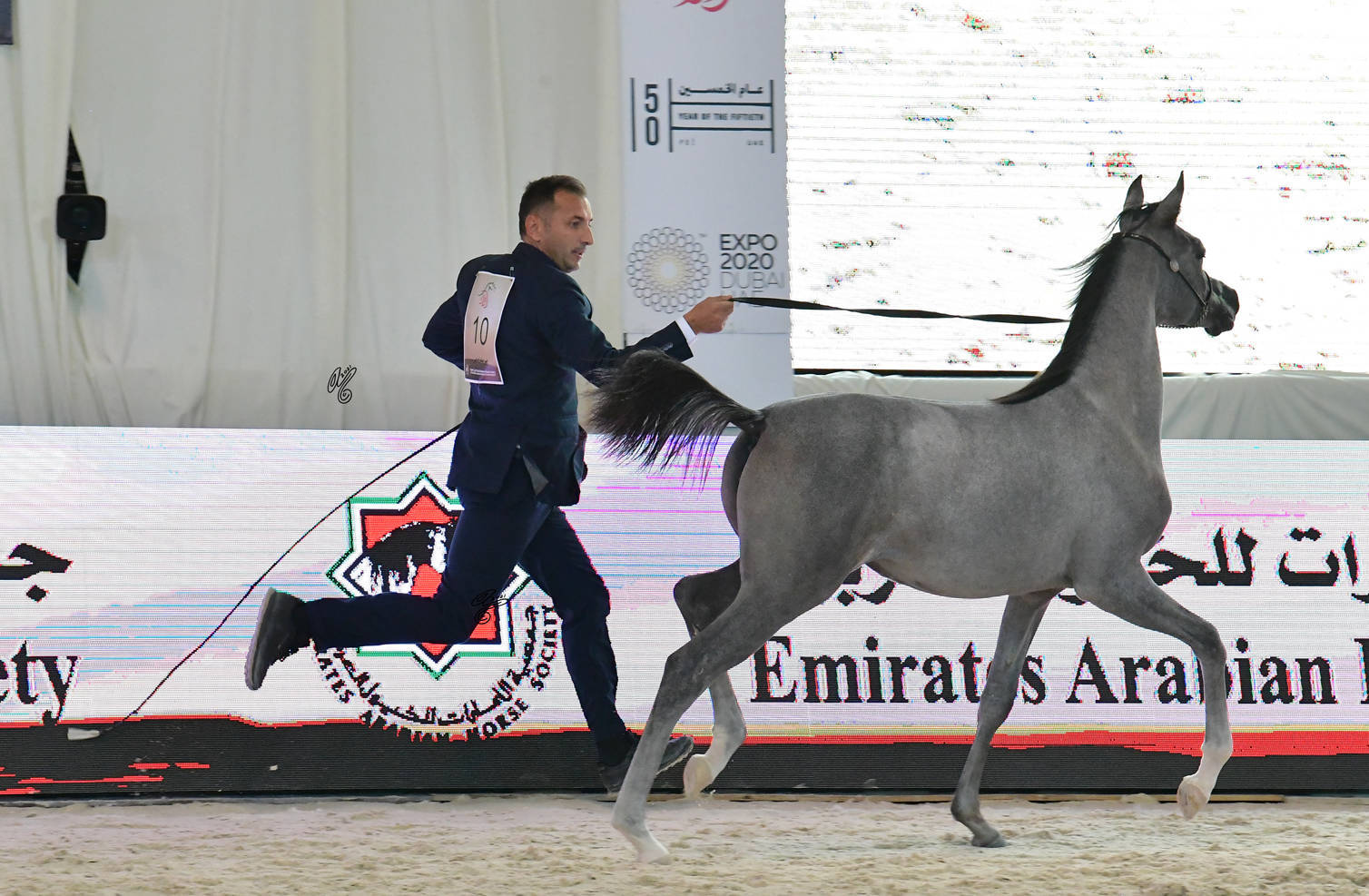 Yearling Filly: Vegas RM 